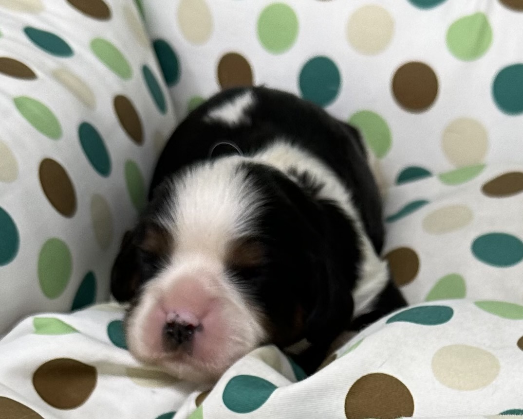 Porte Cavalier King Charles