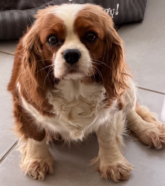 Cavalier King Charles : Tartiflette du rocher de la Gareli�re
