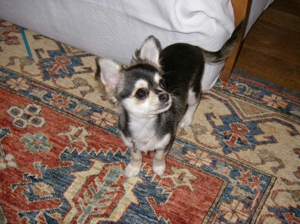 Chihuahua : D'Kala du rocher de la Garelire